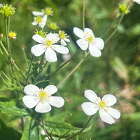 Ranunculus aconitifolius